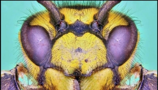 Insectos gigantes de Francis Pryor Insectos gigantes de Francis Pryor