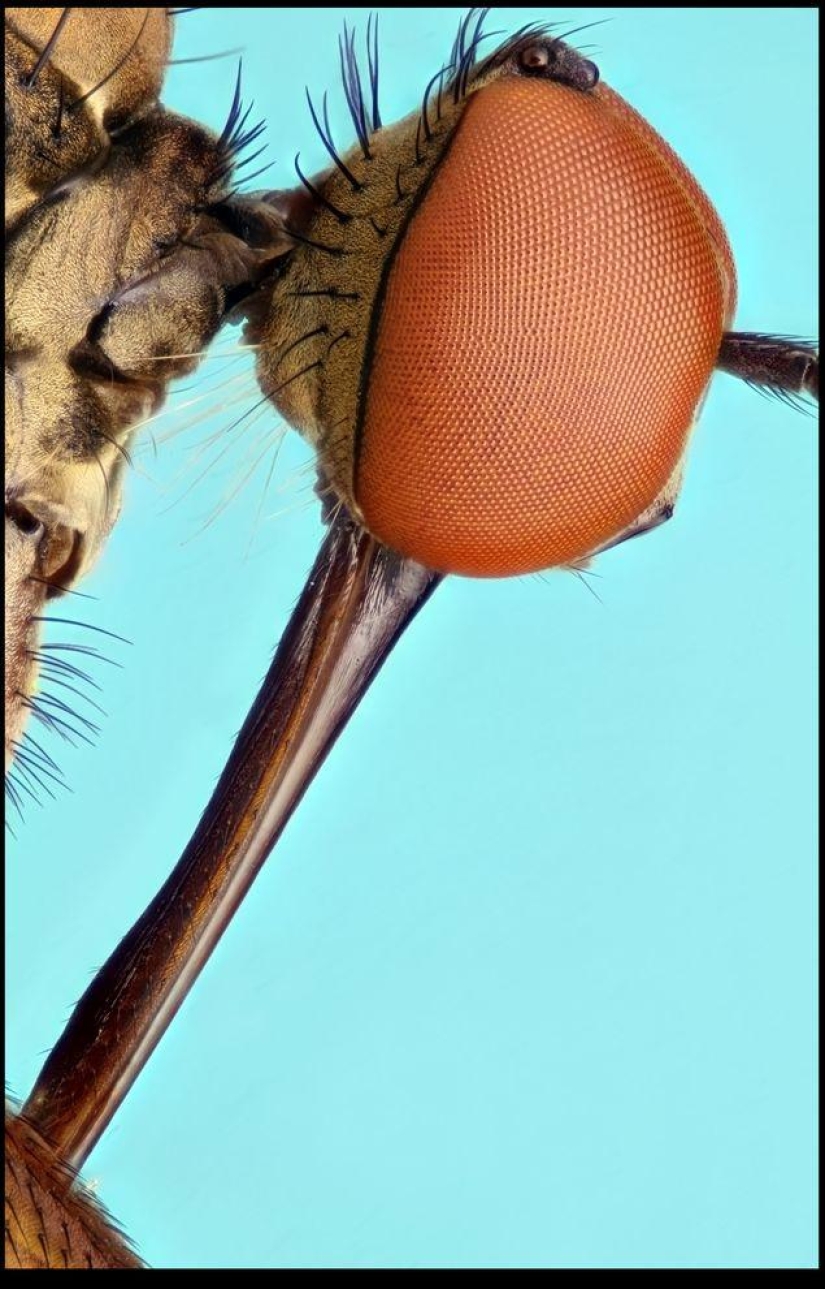 Insectos gigantes de Francis Pryor