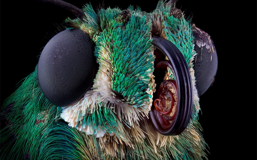 Insects close-up