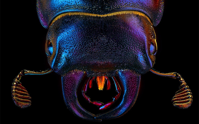 Insects close-up