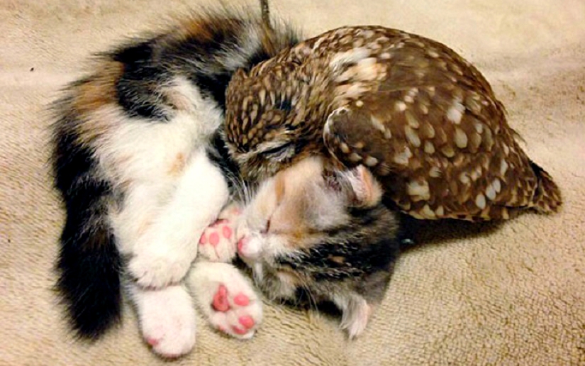 Inseparable owlet and cat