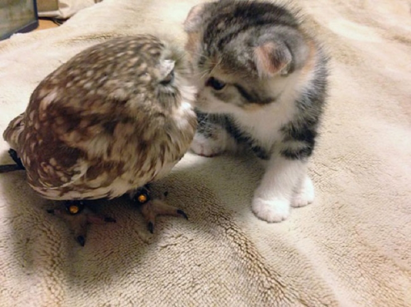 Inseparable owlet and cat