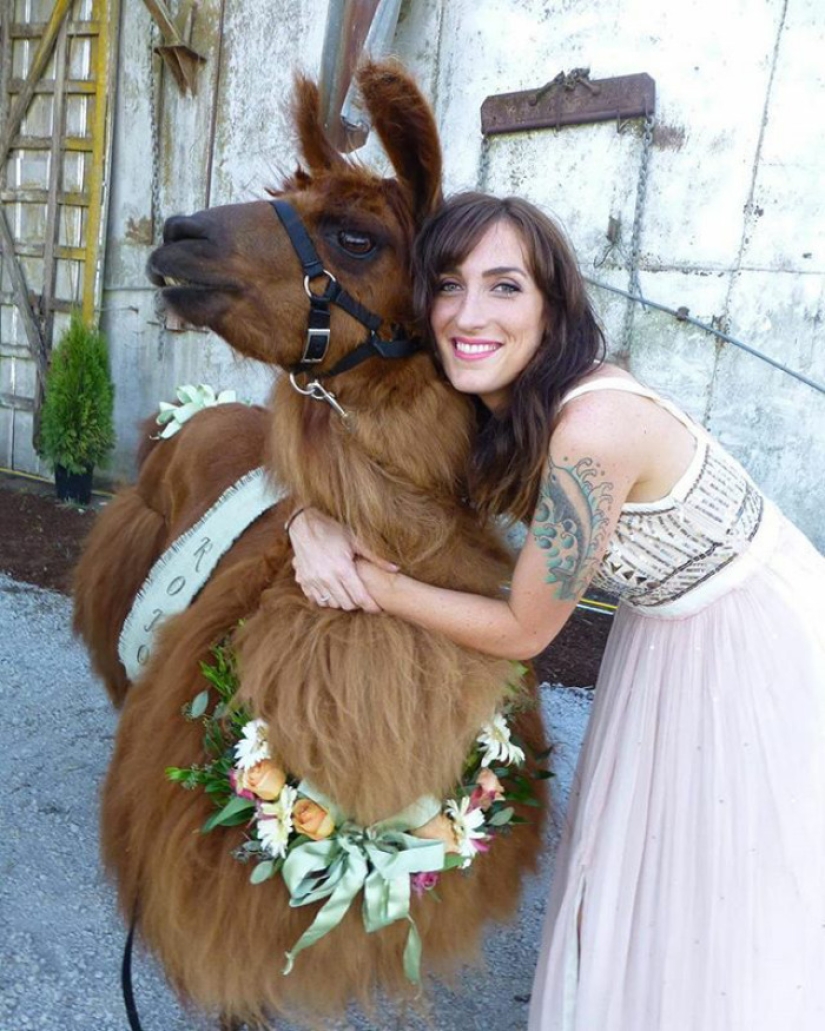 Instead of people, you can now invite a lama in a bow tie to a wedding