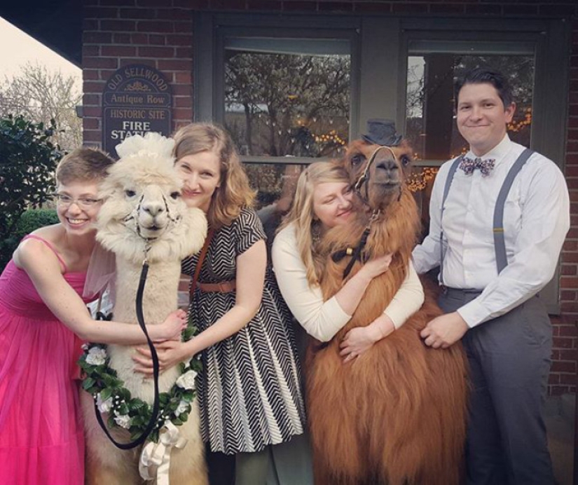 Instead of people, you can now invite a lama in a bow tie to a wedding