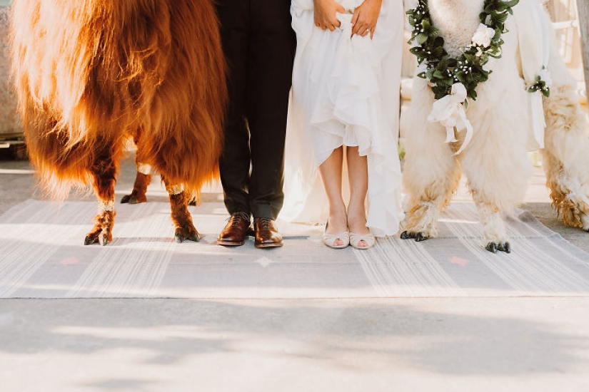 Instead of people, you can now invite a lama in a bow tie to a wedding