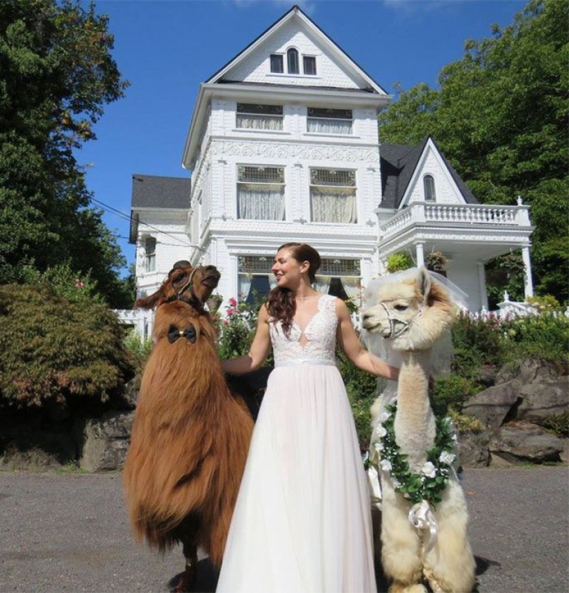 Instead of people, you can now invite a lama in a bow tie to a wedding