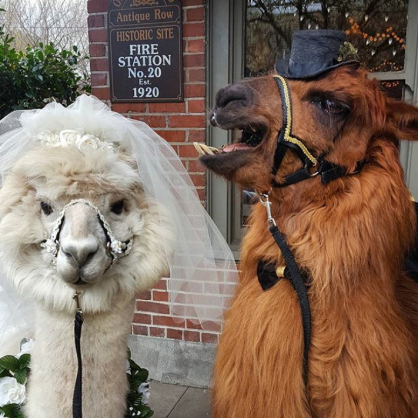 Instead of people, you can now invite a lama in a bow tie to a wedding