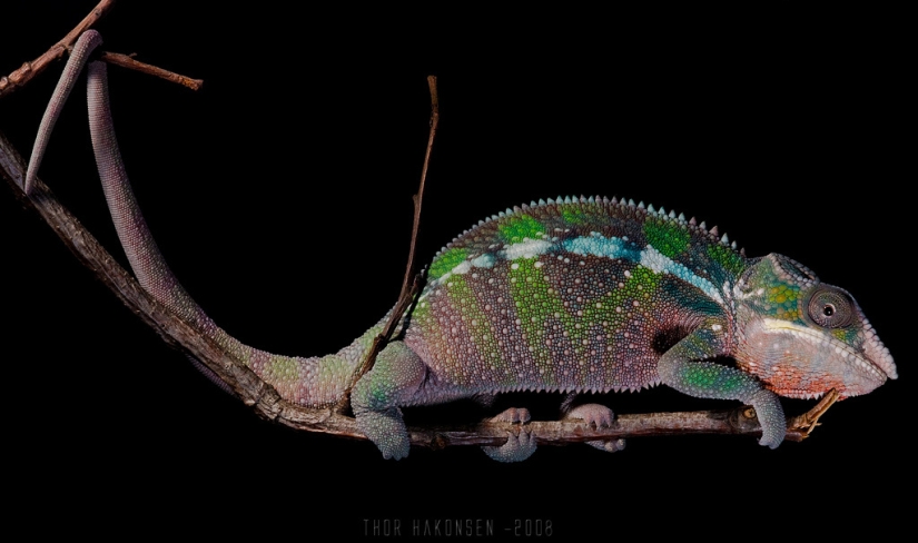 Interesting facts about chameleons