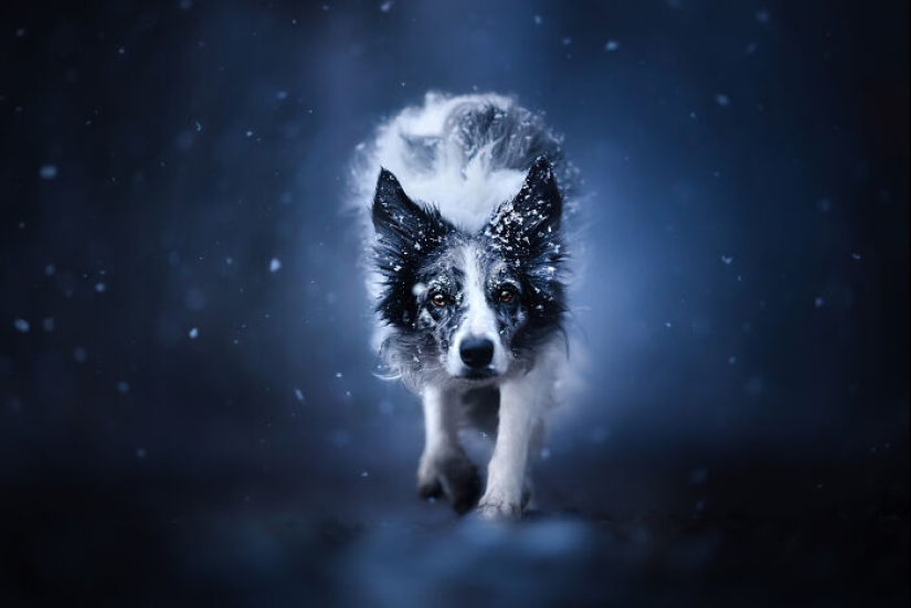 International Pet Photographer Of The Year Awards: 15 Best Images Of 2023