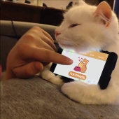 Internet de los gatos: ahora puedes controlar a tu mascota desde tu smartphone