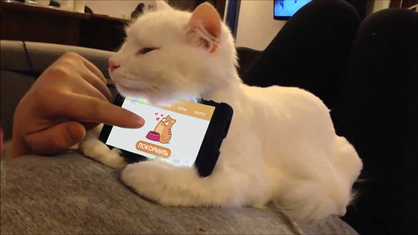 Internet of cats: now you can control your pet from your smartphone