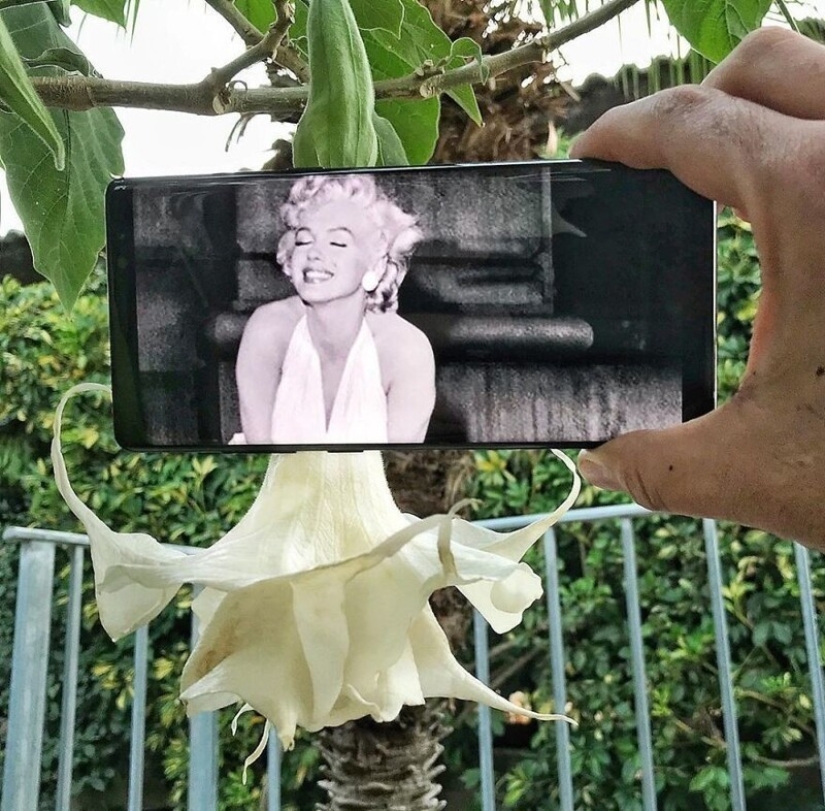 Inusual en lo ordinario: 30 collages de fotos divertidas hechas con un teléfono inteligente