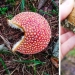 Inventor de la naturaleza: 10 hongos con un "diseño" sorprendente
