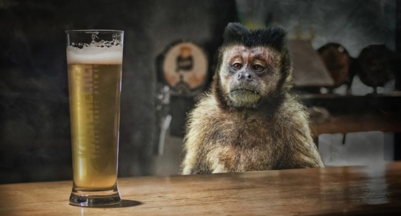 Is non-alcoholic beer really completely harmless