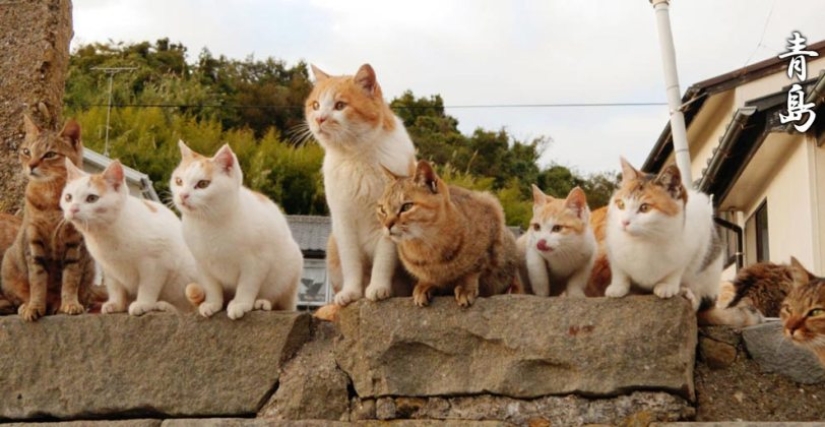 Isla de Tashiro-jima: cómo un pequeño pedazo de tierra se convirtió en un paraíso para los gatos
