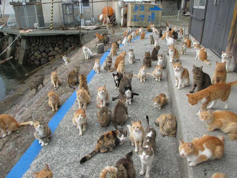 Isla de Tashiro-jima: cómo un pequeño pedazo de tierra se convirtió en un paraíso para los gatos