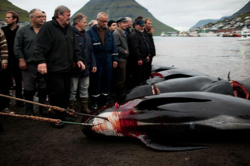 Isleño de las Islas Feroe intenta justificar la crueldad de la matanza de ballenas