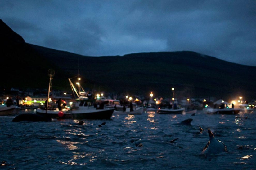 Isleño de las Islas Feroe intenta justificar la crueldad de la matanza de ballenas