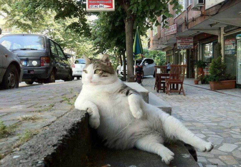 Istanbul Tombili cat, to whom a monument was erected for an imposing pose