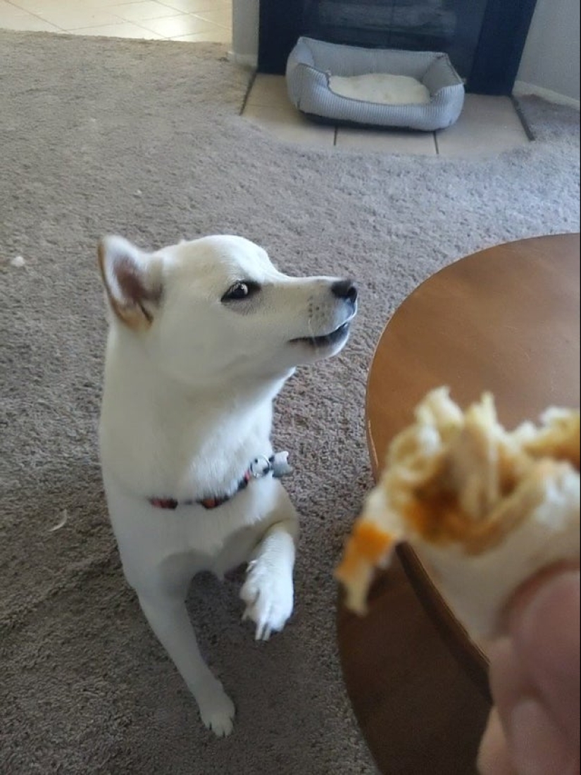 It is impossible to refuse: 22 photos about how animals are able to beg for food