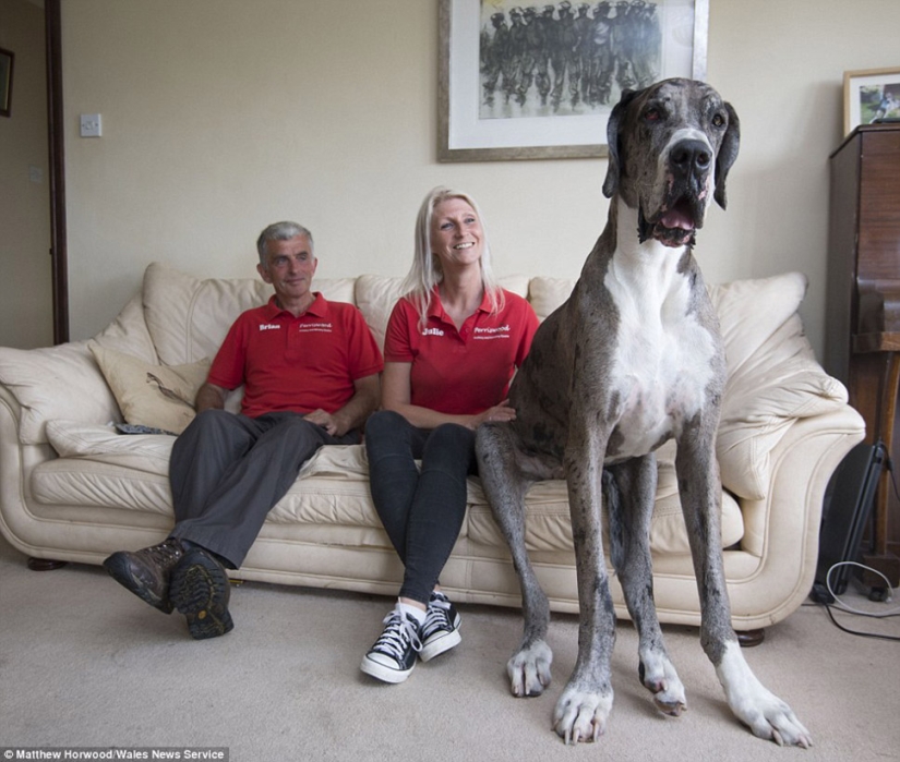 It seems that this is the tallest dog in the world: a two-meter Great dane weighing 76 kg