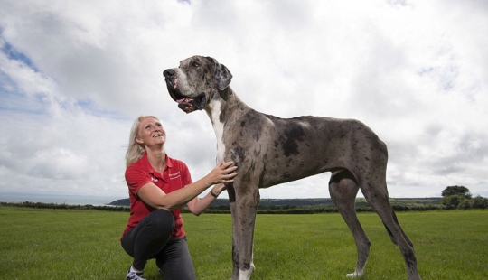 It seems that this is the tallest dog in the world: a two-meter Great dane weighing 76 kg