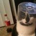 "It's even a shame to remember such a thing!»: shameful moments of naughty cats