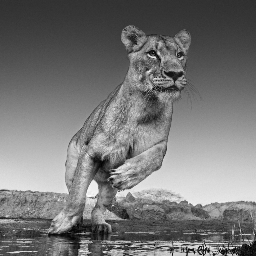 "I've been chasing this leopard hour and a half": the history of the creation of the legendary the best shots of wildlife photographer David yarrow