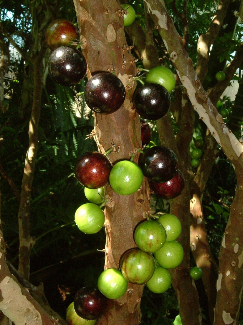 Jabotikaba es un árbol de uva increíble