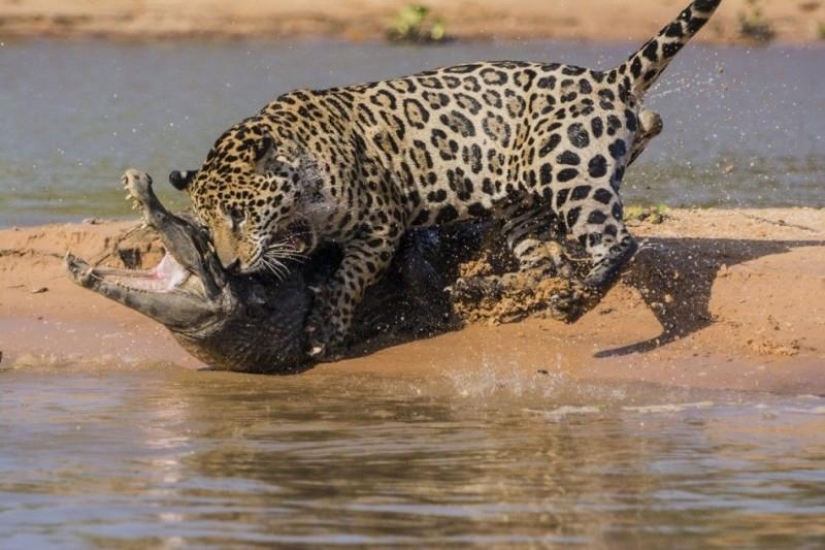 Jaguar vs cocodrilo, ¿quién gana?