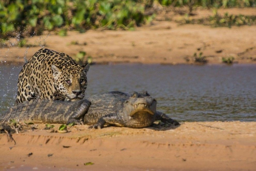 Jaguar vs cocodrilo, ¿quién gana?