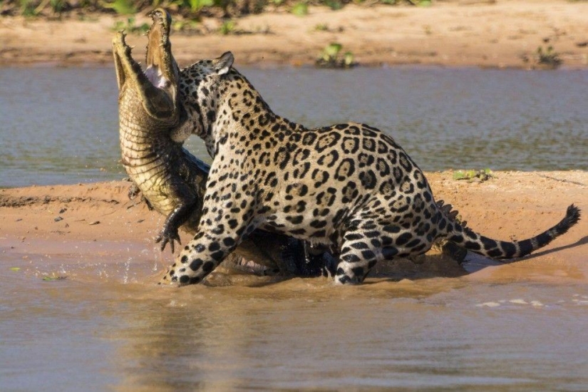 Jaguar vs crocodile - who wins?