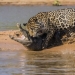 Jaguar vs crocodile - who wins?