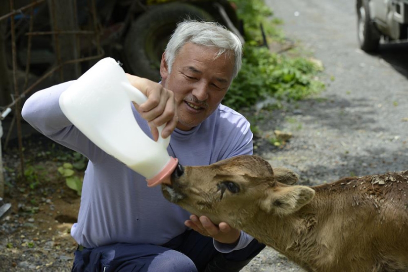 Japanese man returns to Fukushima contaminated area to feed abandoned animals