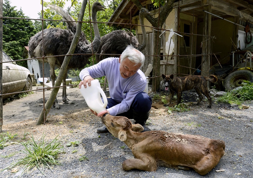 Japanese man returns to Fukushima contaminated area to feed abandoned animals