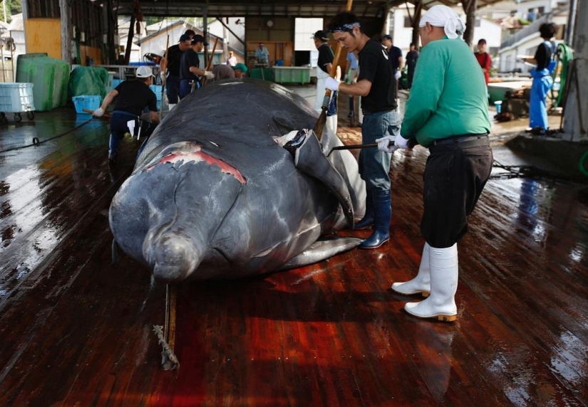 Japanese whalers butchered a whale in front of a crowd of schoolchildren