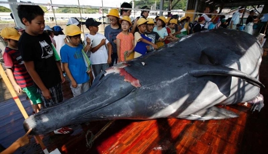 Japanese whalers butchered a whale in front of a crowd of schoolchildren