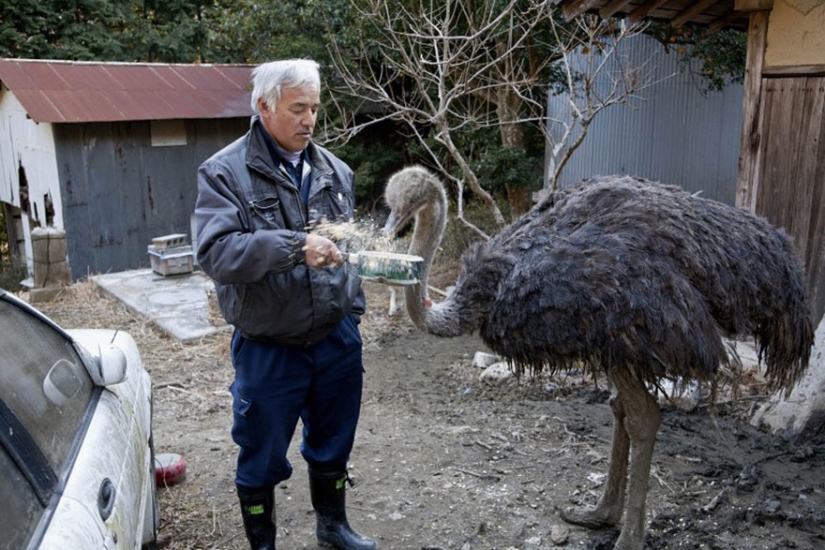 Japonés regresa a zona contaminada de Fukushima para alimentar a animales abandonados