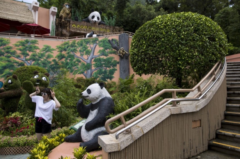 Jia Jia: how the oldest panda in the world lives