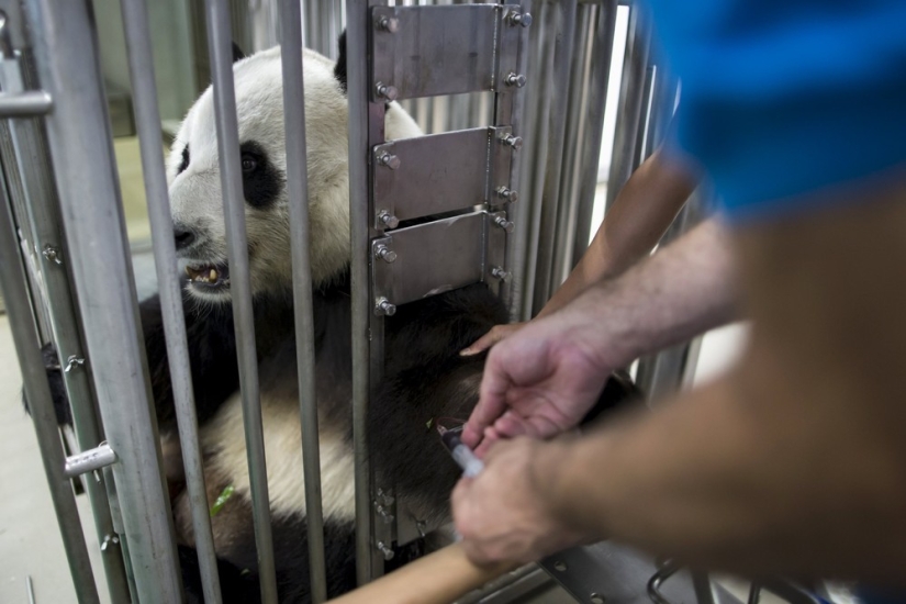 Jia Jia: how the oldest panda in the world lives