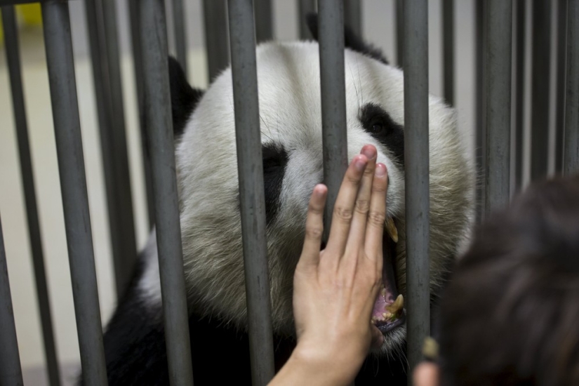 Jia Jia: how the oldest panda in the world lives