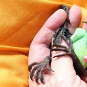 Johnny Depp became the guardian of an orphaned fruit bat