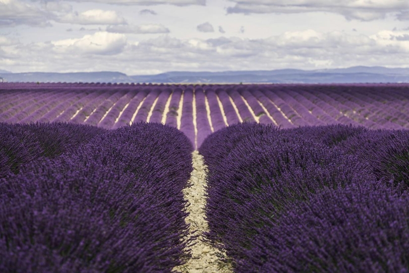 Journey through the most fragrant region of France