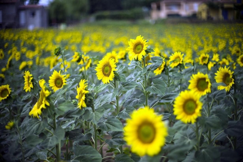 Journey through the most fragrant region of France