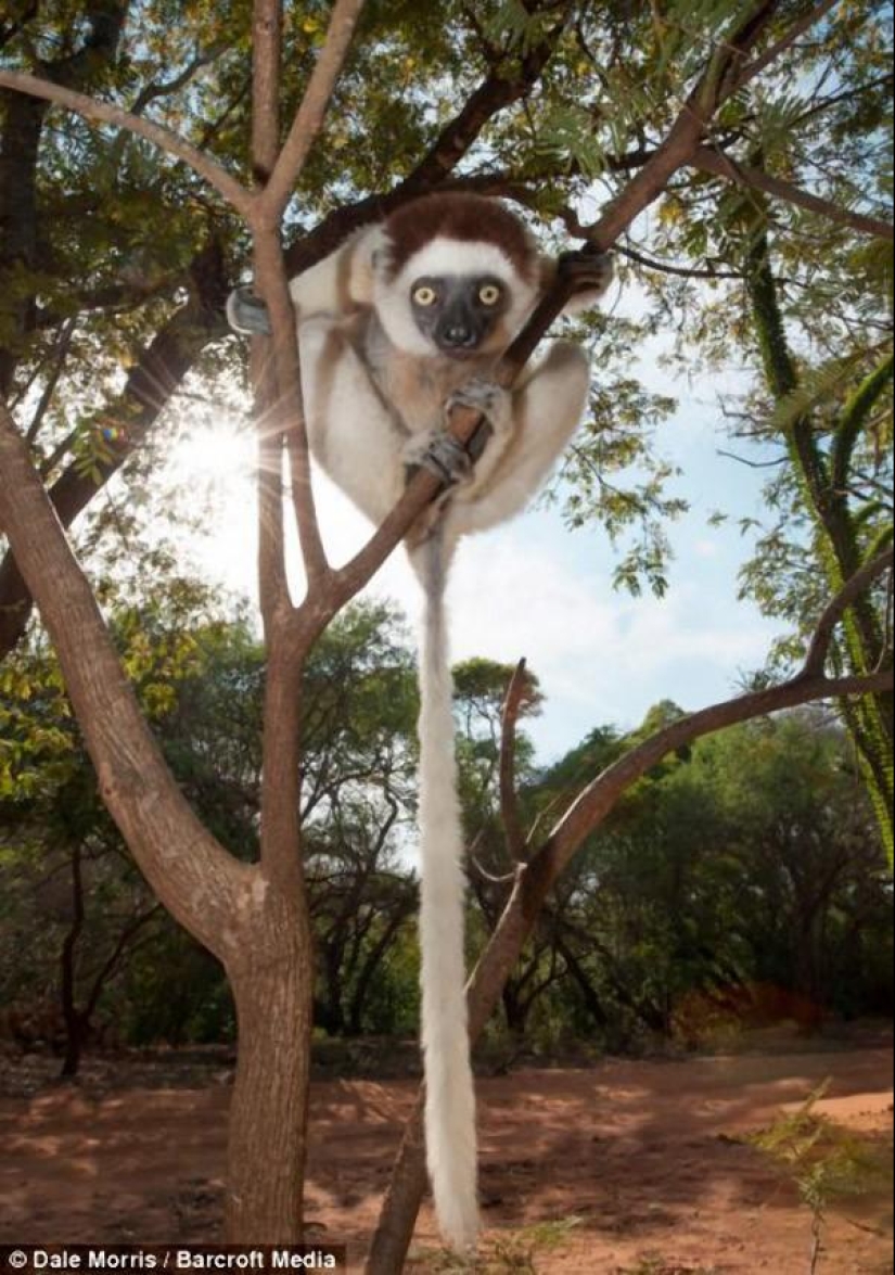 Jumping lemurs of Madagascar