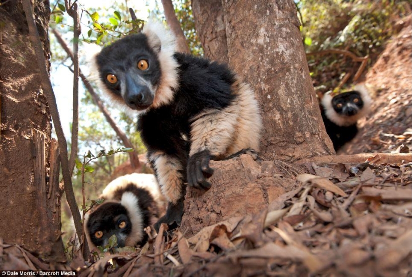Jumping lemurs of Madagascar