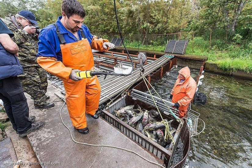 Kamchatka. Salmón