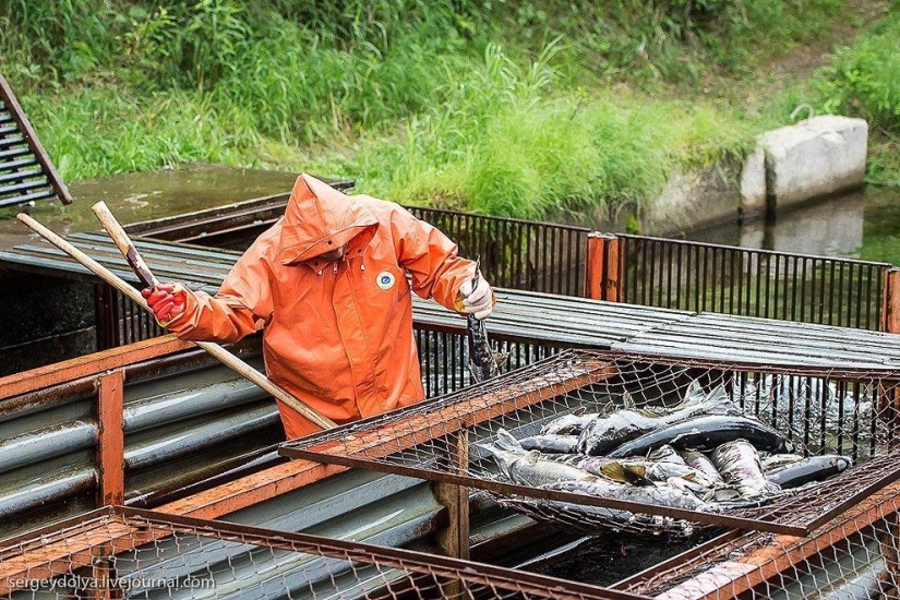 Kamchatka. Salmón