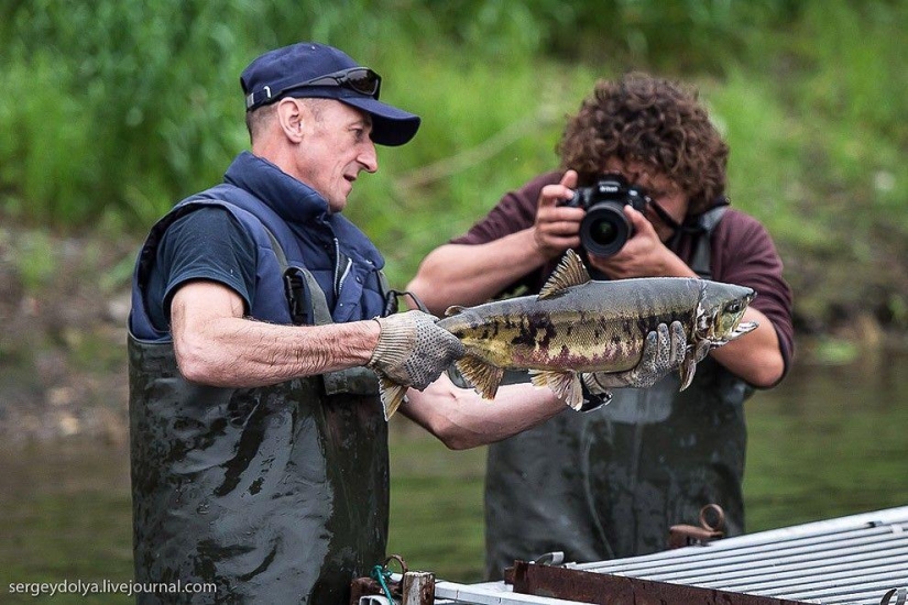 Kamchatka. Salmon