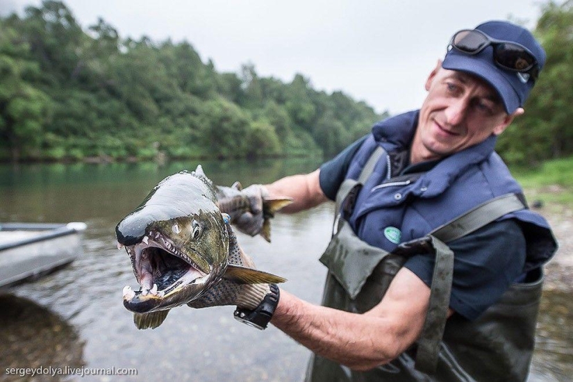 Kamchatka. Salmon